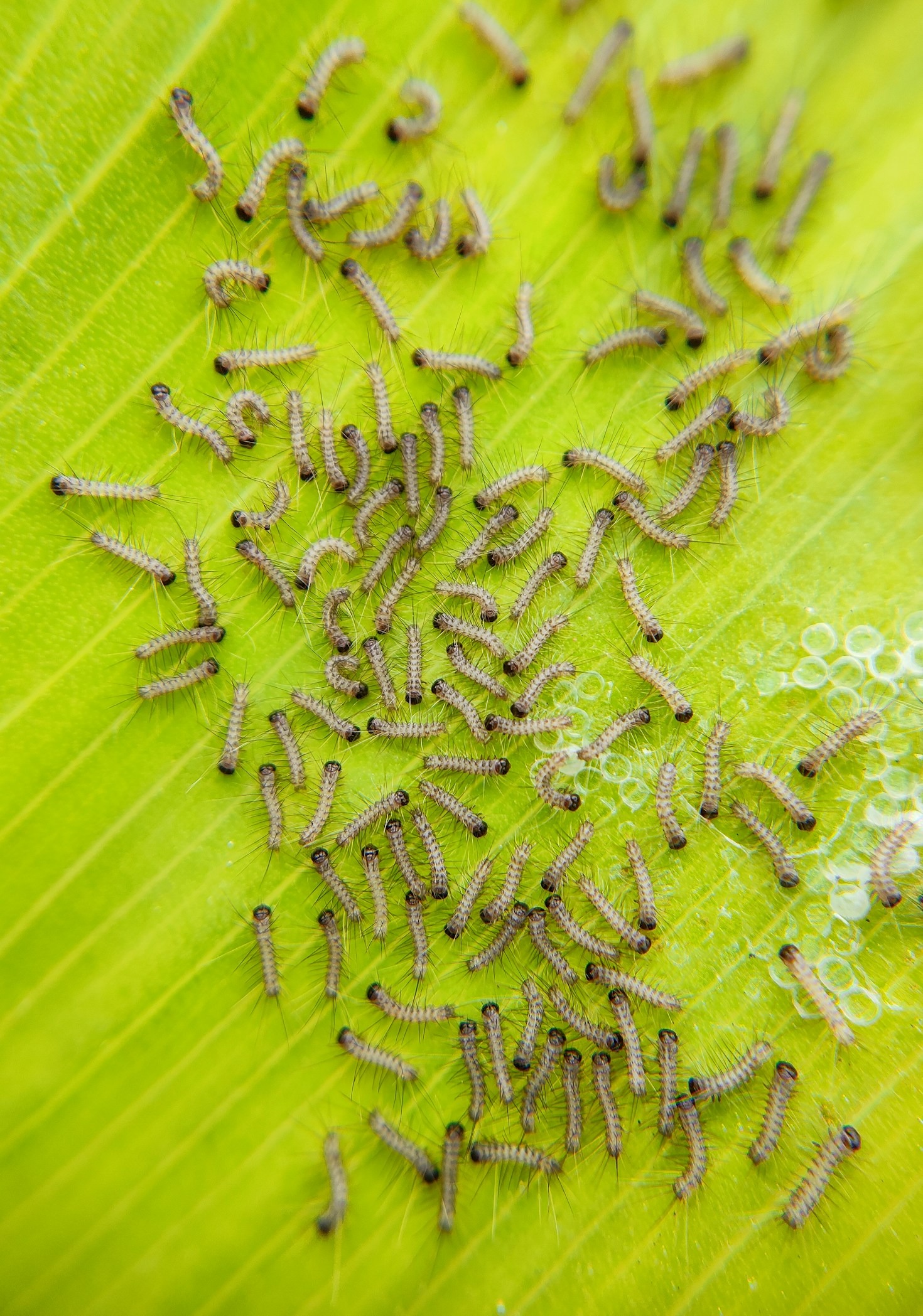 Comprehensive Pest Control: Targeting Household Invaders